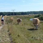 Kühe am Elsterradweg