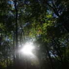 nur schwer kommt die Sonne durch den dichten Wald im Nationalpark