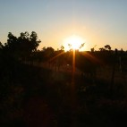 Sonnenuntergang in den Weinplantagen