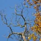 Der Herbst hinterläßt seine Spuren