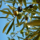 Oliven-begehrte Früchte