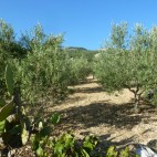 Unsere Olivenplantage