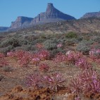 Einiges erinnert noch an die Blütenpracht im Namaqualand