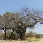In der Nähe von Wasserläufen stehen oft gewaltige Baobabs