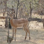 Im Gegensatz zum Etosha haben die Impalas hier schwarze Stiefelchen an.