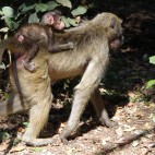 Affen können durchaus auch niedlich sein.