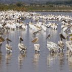 Pelikane am Lake Manyara.