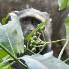 Schade-die Beeren sind noch nicht reif! Ein Blue Monkey auf Futtersuche.