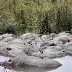 ... und Hippos dösen vor sich hin.