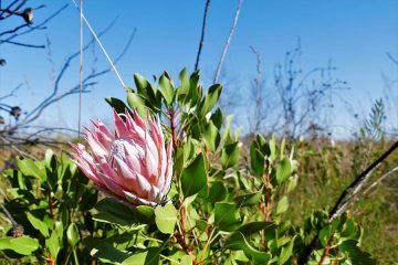 van Stadens Wildflower Reserve
