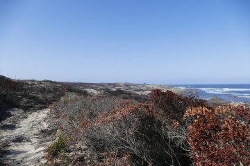 van Stadens Wildflower Reserve