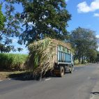 Achtung! Zucker! Die schönste Art, Mauritius kennen zu lernen, ist eine Radtour.