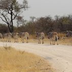 Zebraparade im Etosha