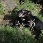 Die tasmanischen Teufel balgen sich gern untereinander. Da der Gesichtskrebs hochansteckend ist, sind alle Tiere stark in ihrem Fortbestand gefährdet.