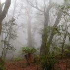 Der stürmische Wind treibt oft die Wolken an die Berghänge des Australischen Gondwana Regenwälder.