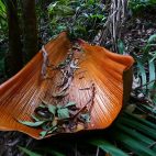 Riesige abgestorbene Palmenblätter verzieren dekorativ den Regenwald.