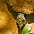 Statt Schnabeltiere sehen wir am ersten Tag nur Schildkröten, deren Alter wir auf das des Flusses geschätzt haben.