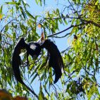 Kein Ufo, sondern ein schwarzer Kakadu, der Kurs auf den Fotografen nimmt.