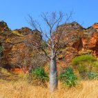 … und leuchtende Felsen in der Abendsonne. So macht die Fahrt durch die Kimberleys Spaß.