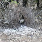 Der Laubenvogel ist den ganzen Tag mit der Pflege seines aufwändig gestalteten Nestes beschäftigt. Dankbar nahm er ein von uns spendiertes Kügelchen aus Silberpapier in seine Schätze mit auf.