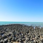 Stromboliten gehören zu den ältesten Lebensformen auf der Erde und sorgen seit Millionen von Jahren für Sauerstoff in unserer Atmosphäre.