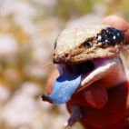 Drohend zeigt der Tannenzapfenskink seine blaue Zunge.