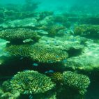 … und formenreich präsentiert sich das Ningaloo Riff.