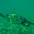 Majestätisch ziehen Schildkröten durchs Wasser.