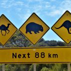 Alle auf einmal – eines der Standartstraßenschilder in Australien, wo auf die jeweilige Tierpopulation im nächsten Streckenabschnitt hingewiesen wird.