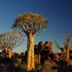 Köcherbäume bei Keetmanshoop (Namibia)