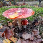 Mitten im Herbstwald