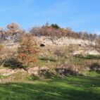 Der historische Weinberg bei Balgstädt